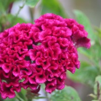 Celosia argentea L.